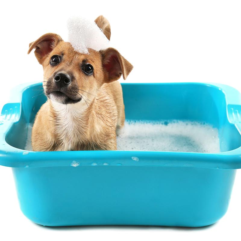Nega i higijena za pse - preparati za negu pasa